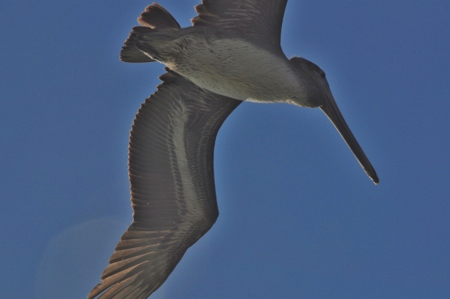 seagull